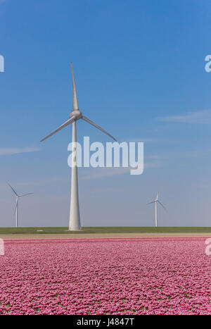 Wind turbine et un champ de tulipes roses à Noordoostpolder, Holland Banque D'Images