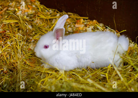 Photo d'un petit lapin blanc assises sur des Banque D'Images