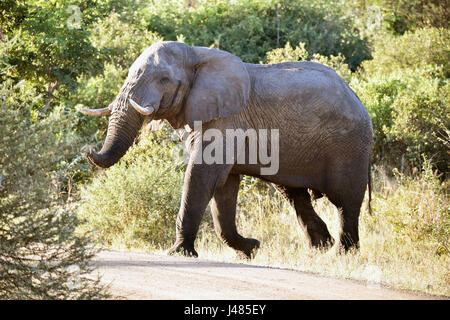 Un éléphant traverse une route en face de véhicules dans le Parc National de Mahango. Prises le 01.04.2017. L'éléphant africain est actuellement le plus grand mammifère vivant sur terre. Les estimations indiquent que le nombre d'éléphants à entre 10 000 et 23 000 animaux en Namibie. Ils vivent en troupeaux dirigés par une vache, la matriarche. Les jeunes taureaux sont normalement exprimés par les vaches à l'âge d'environ huit. Ils ont ensuite traîner dans de petits groupes de célibataires jusqu'à la saison des amours. Les éléphants peuvent atteindre jusqu'à 70 ans. Ils mangent 300 kg d'herbe, de feuilles ou de fruits tous les jours et ont besoin de 150 litres d'eau. Photo : Matthias Toedt Zentralbild//dpa Banque D'Images