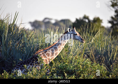 Avec son long cou, une girafe colle dehors de la végétation dans la savane. Prise le 01.04.2017 dans Parc de Mahango Game Reserve. La Girafe (Giraffa camelopardalis) est le plus grand des animaux terrestres sur terre. Les mâles peuvent atteindre jusqu'à 6 mètres de hauteur, les vaches jusqu'à 4,5. Leur caractéristique majeure est leur long cou de façon disproportionnée, qui est composé de seulement 7 vertèbres du cou allongé extrêmement. Aujourd'hui, les girafes ne vivent que dans les savanes au sud du Sahara. À la fin du 7e siècle, les girafes pourraient également être trouvés en Afrique du Nord. Les animaux à sabots fendus se nourrissent principalement sur les acacias. Banque D'Images