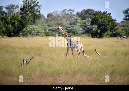 Le dirigeant d'une girafe pas à travers la savane. Prise le 01.04.2017 dans Parc de Mahango Game servir. La Girafe (Giraffa camelopardalis) est le plus grand des animaux terrestres sur terre. Les mâles peuvent atteindre jusqu'à 6 mètres de hauteur, les vaches jusqu'à 4,5. Leur caractéristique majeure est leur long cou de façon disproportionnée, qui est composé de seulement 7 vertèbres du cou allongé extrêmement. Aujourd'hui, les girafes ne vivent que dans les savanes au sud du Sahara. À la fin du 7e siècle, les girafes pourraient également être trouvés en Afrique du Nord. Les animaux à sabots fendus se nourrissent principalement sur les acacias. 50cm leur langue maternelle les aide à obtenir Banque D'Images