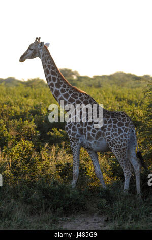 Le dirigeant d'une girafe pas à travers la savane et la brousse. Prise le 01.04.2017 dans Parc de Mahango Game Reserve. La Girafe (Giraffa camelopardalis) est le plus grand des animaux terrestres sur terre. Les mâles peuvent atteindre jusqu'à 6 mètres de hauteur, les vaches jusqu'à 4,5. Leur caractéristique majeure est leur long cou de façon disproportionnée, qui est composé de seulement 7 vertèbres du cou allongé extrêmement. Aujourd'hui, les girafes ne vivent que dans les savanes au sud du Sahara. À la fin du 7e siècle, les girafes pourraient également être trouvés en Afrique du Nord. Les animaux à sabots fendus se nourrissent principalement sur les acacias. Leur langue maternelle contribue à 50cm Banque D'Images