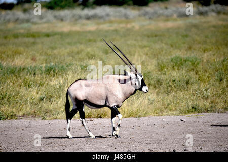 Un oryx se promène dans la savane botswanaise. Prise le 09.04.2017 dans la réserve de gibier du Kalahari central. L'oryx est une espèce d'antilopes trouvés dans toutes les régions sèches de l'Afrique. Ils sont remarquables par leurs longues cornes, où les deux sexes se développer. Les mâles atteignent jusqu'à 200 kg, les femelles 160 kg. Les animaux, qui vivent souvent en petits groupes, ont été connus pour repousser avec succès de grands chats avec leurs cornes. L'oryx est l'emblème sur le peuple namibien des armoiries. Dans le monde d'utilisation | Banque D'Images