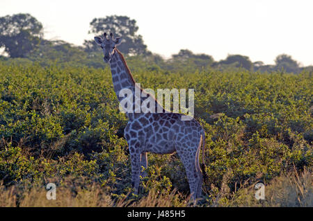 Avec son long cou, une girafe est hors de la végétation de savane. Prise le 01.04.2017 dans Parc de Mahango Game Reserve. La Girafe (Giraffa camelopardalis) est le plus grand des animaux terrestres sur terre. Les mâles peuvent atteindre jusqu'à 6 mètres de hauteur, les vaches jusqu'à 4,5. Leur caractéristique majeure est leur long cou de façon disproportionnée, qui est composé de seulement 7 vertèbres du cou allongé extrêmement. Aujourd'hui, les girafes ne vivent que dans les savanes au sud du Sahara. À la fin du 7e siècle, les girafes pourraient également être trouvés en Afrique du Nord. Les animaux à sabots fendus se nourrissent principalement sur les acacias. Leurs 50 Banque D'Images