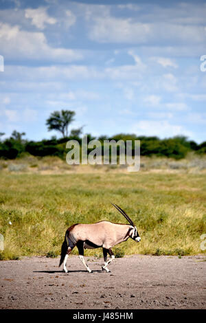 Un oryx se promène sous des nuages de pluie à travers la savane botswanaise. Prise le 09.04.2017 dans la réserve de gibier du Kalahari central. L'oryx est une espèce d'antilopes trouvés dans toutes les régions sèches de l'Afrique. Ils sont remarquables par leurs longues cornes, où les deux sexes se développer. Les mâles atteignent jusqu'à 200 kg, les femelles 160 kg. Les animaux, qui vivent souvent en petits groupes, ont été connus pour repousser avec succès de grands chats avec leurs cornes. L'oryx est l'emblème sur le peuple namibien des armoiries. Dans le monde d'utilisation | Banque D'Images