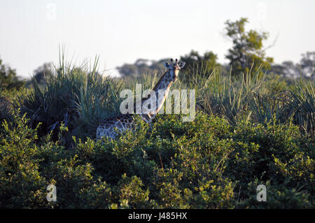 Avec son long cou, une girafe est hors de la végétation de savane. Prise le 01.04.2017 dans Parc de Mahango Game Reserve. La Girafe (Giraffa camelopardalis) est le plus grand des animaux terrestres sur terre. Les mâles peuvent atteindre jusqu'à 6 mètres de hauteur, les vaches jusqu'à 4,5. Leur caractéristique majeure est leur long cou de façon disproportionnée, qui est composé de seulement 7 vertèbres du cou allongé extrêmement. Aujourd'hui, les girafes ne vivent que dans les savanes au sud du Sahara. À la fin du 7e siècle, les girafes pourraient également être trouvés en Afrique du Nord. Les animaux à sabots fendus se nourrissent principalement sur les acacias. Leurs 50 Banque D'Images