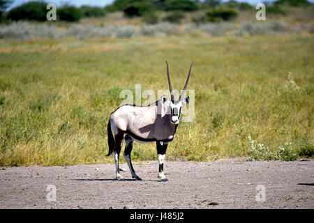 Un oryx se promène dans la savane botswanaise. Prise le 09.04.2017 dans la réserve de gibier du Kalahari central. L'oryx est une espèce d'antilopes trouvés dans toutes les régions sèches de l'Afrique. Ils sont remarquables par leurs longues cornes, où les deux sexes se développer. Les mâles atteignent jusqu'à 200 kg, les femelles 160 kg. Les animaux, qui vivent souvent en petits groupes, ont été connus pour repousser avec succès de grands chats avec leurs cornes. L'oryx est l'emblème sur le peuple namibien des armoiries. Dans le monde d'utilisation | Banque D'Images