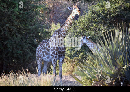 Une girafe vache broute sur un acacia avec son veau. Prise le 01.04.2017 dans Parc de Mahango Game Reserve. La Girafe (Giraffa camelopardalis) est le plus grand des animaux terrestres sur terre. Les mâles peuvent atteindre jusqu'à 6 mètres de hauteur, les vaches jusqu'à 4,5. Leur caractéristique majeure est leur long cou de façon disproportionnée, qui est composé de seulement 7 vertèbres du cou allongé extrêmement. Aujourd'hui, les girafes ne vivent que dans les savanes au sud du Sahara. À la fin du 7e siècle, les girafes pourraient également être trouvés en Afrique du Nord. Les animaux à sabots fendus se nourrissent principalement sur les acacias. Leur 50cm à Banque D'Images