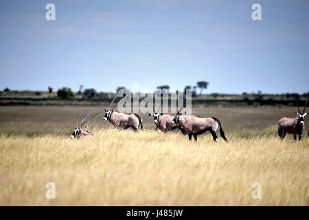 Un groupe d'oryx se promène dans la savane botswanaise. Prise le 09.04.2017 dans la réserve de gibier du Kalahari central. L'oryx est une espèce d'antilopes trouvés dans toutes les régions sèches de l'Afrique. Ils sont remarquables par leurs longues cornes, où les deux sexes se développer. Les mâles atteignent jusqu'à 200 kg, les femelles 160 kg. Les animaux, qui vivent souvent en petits groupes, ont été connus pour repousser avec succès de grands chats avec leurs cornes. L'oryx est l'emblème sur le peuple namibien des armoiries. Dans le monde d'utilisation | Banque D'Images