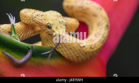 Bothriechis schlegelii cils viper, couché sur son collant et fleur mauve à renifler langue sur un escargot à Laguna del Lagarto, Boca Tapada, Sa Banque D'Images