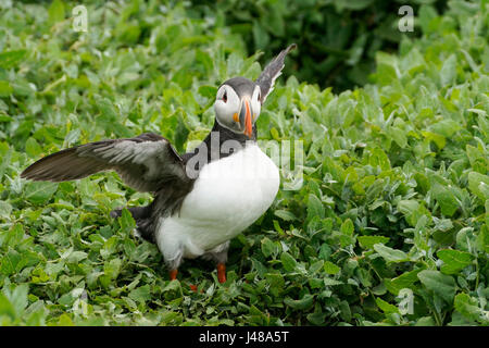 Macareux moine (Fratercula arctica) étend ses ailes, les îles Farne, Northumberland, Angleterre Banque D'Images