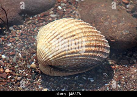 Les coquillages dans l'eau de mer à Teignmouth beach Banque D'Images