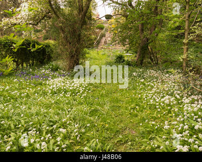 Belle exposition de Ramsons - l'ail des ours Allium ursinum -et jacinthes sur un chemin dans un bois à Lower Wensleydale North Yorkshire Angleterre UK Banque D'Images