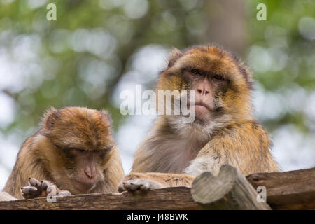 Deux singes de Barbarie (Macaca sylvanus) dans zoo Ouwehands à Rhenen (Pays-Bas) Banque D'Images