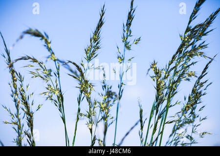 Les herbes contre un fond de ciel bleu se développer dans un pré Banque D'Images