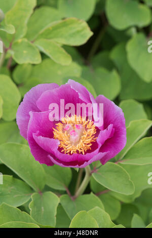 Paeonia cambessedesii. La pivoine de Majorque Banque D'Images