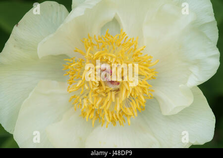 Paeonia mascula. Fleur de pivoine Banque D'Images