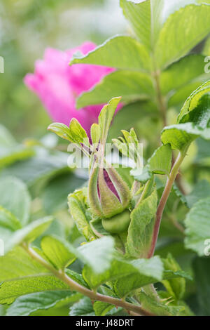 Rosa 'UHLater'. Rosa Rugosa 'Foxi". Boutons floraux Rose Chaussée Foxi Banque D'Images