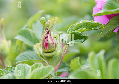 Rosa 'UHLater'. Rosa Rugosa 'Foxi". Boutons floraux Rose Chaussée Foxi Banque D'Images