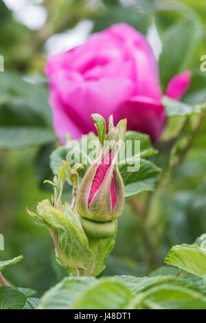 Rosa 'UHLater'. Rosa Rugosa 'Foxi". Boutons floraux Rose Chaussée Foxi Banque D'Images