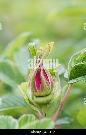 Rosa 'UHLater'. Rosa Rugosa 'Foxi". Boutons floraux Rose Chaussée Foxi Banque D'Images