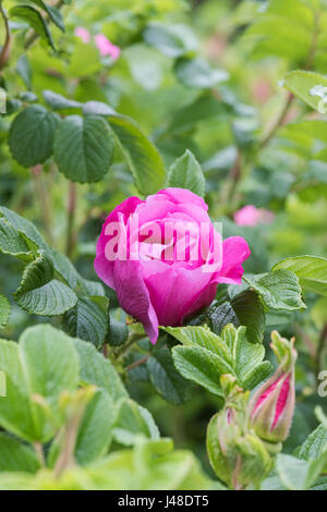 Rosa 'UHLater'. Rosa Rugosa 'Foxi". Foxi Pavement Rose Banque D'Images