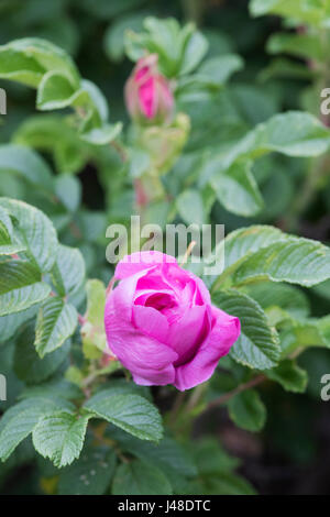 Rosa 'UHLater'. Rosa Rugosa 'Foxi". Foxi Pavement Rose Banque D'Images