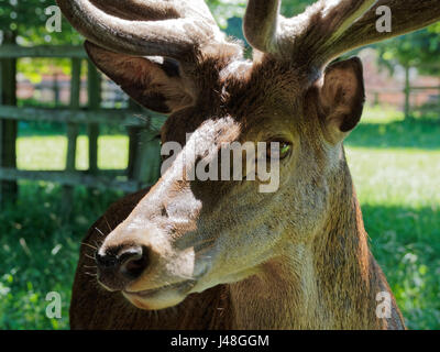 Close-up portrait of an English Red Deer à la vers la gauche. Banque D'Images