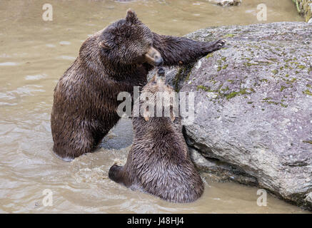 Couple d'ours bruns de câlins dans l'eau. Deux ours bruns jouent dans l'eau. Banque D'Images