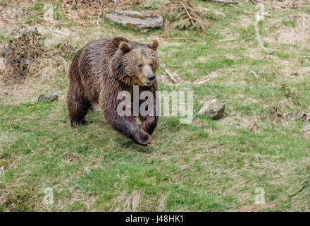 Un gros ours brun d'exécution. Ours brun saute sur l'herbe. Portrait d'un ours brun. Banque D'Images