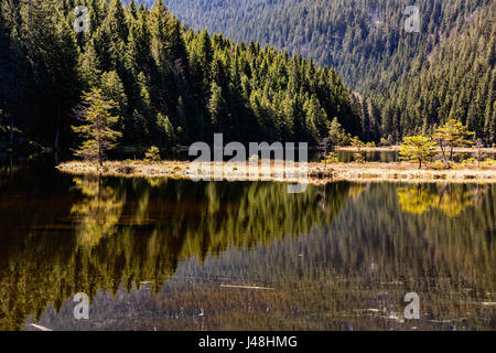 Le lac Moraine Kleiner Arbersee brut avec le mont Arber, Bavière, Allemagne. C'est une relique de l'âge de glace comme le lac Moraine.Dans l'arrière-plan est le chalet, qui Banque D'Images