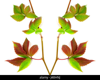 Composition des rameaux multicolores. Laisser les raisins Parthenocissus quinquefolia feuillage. Isolé sur fond blanc. Banque D'Images