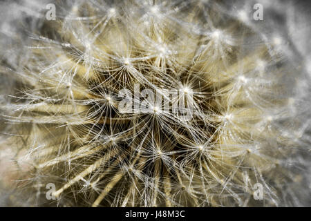 Fine art Photography : photo macro et close up of a dandelion seed head Banque D'Images