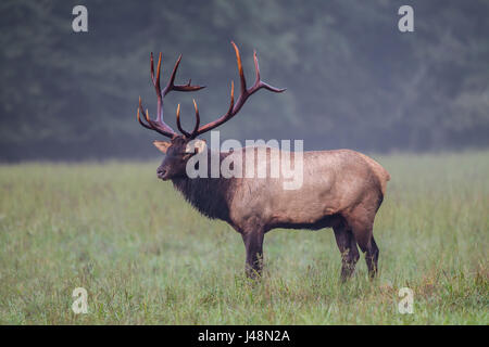 Profil de American male elk avec rack complet de bois chez NC Banque D'Images