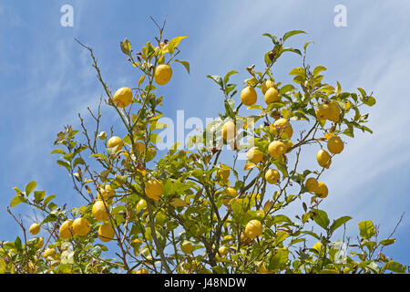Lemon Tree à Valldemossa, Majorque, Espagne Banque D'Images