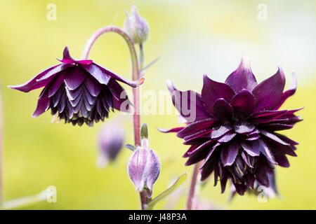 Ancolie double violet foncé fleurs des hardy Chalet jardin favori, Aquilegia vulgaris 'Black Barlow' Banque D'Images
