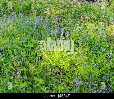 Printemps affichage des jacinthes et red campion dans un hedgebank Devon. Vue panoramique cousu shot. Banque D'Images