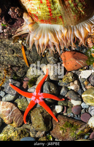 Vue détaillée de l'étoile de mer et des anémones dans un bassin de marée, Hesketh Island, Homer, Southcentral Alaska, USA Banque D'Images