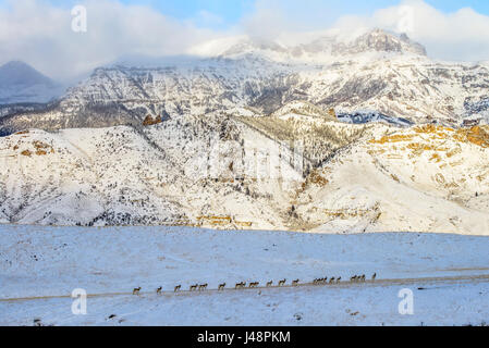 Ligne de l'Antilope d'Amérique (Antilocapra americana) traversant la prairie couverte de neige avec des montagnes en arrière-plan, la Forêt nationale de Shoshone Banque D'Images