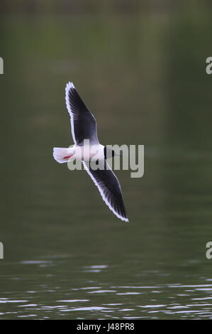 Little Gull adultes insectes hawking. Banque D'Images