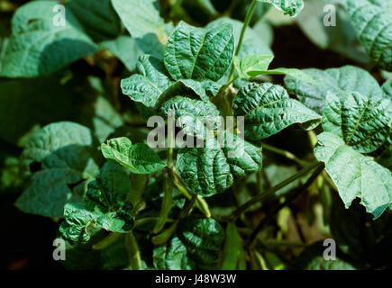 Close-up of young plants de soja soja endommagées par les pucerons (Aphis glycines). Les symptômes comprennent des plissés ou prit les feuilles qui peuvent jaunir Banque D'Images