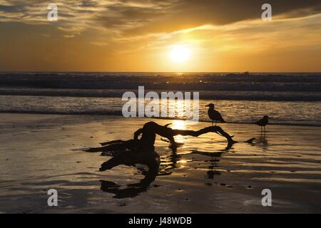 Oiseaux de mouette debout près de la branche d'arbres Driftwood sur la plage d'État de Torrey Pines. Scenic Sunset Sky Horizon San Diego Californie du Sud Seascape USA Banque D'Images