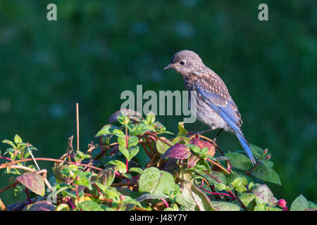 Merlebleu de l'Est jeune pose sur vine in early morning light Banque D'Images