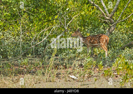 Delta Sundarbans est la plus grande forêt de mangrove, traversée par un réseau complexe de voies d'eau de marée, les vasières et les petites îles de mangroves. Banque D'Images