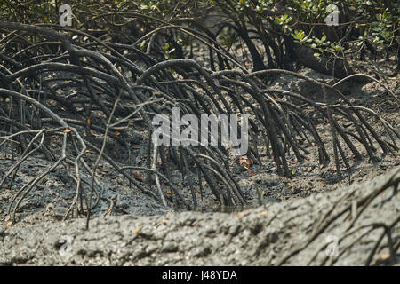 Delta Sundarbans est la plus grande forêt de mangrove, traversée par un réseau complexe de voies d'eau de marée, les vasières et les petites îles de mangroves. Banque D'Images