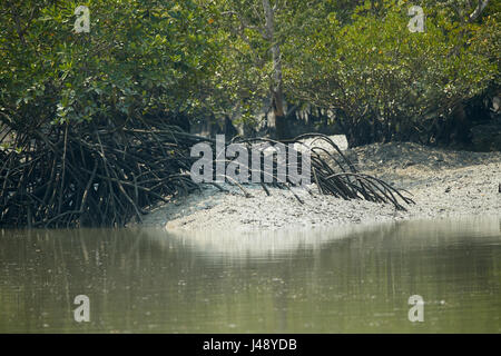 Delta Sundarbans est la plus grande forêt de mangrove, traversée par un réseau complexe de voies d'eau de marée, les vasières et les petites îles de mangroves. Banque D'Images