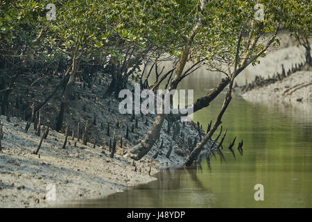 Delta Sundarbans est la plus grande forêt de mangrove, traversée par un réseau complexe de voies d'eau de marée, les vasières et les petites îles de mangroves. Banque D'Images