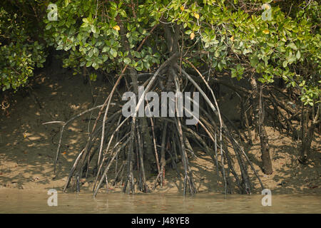 Delta Sundarbans est la plus grande forêt de mangrove, traversée par un réseau complexe de voies d'eau de marée, les vasières et les petites îles de mangroves. Banque D'Images