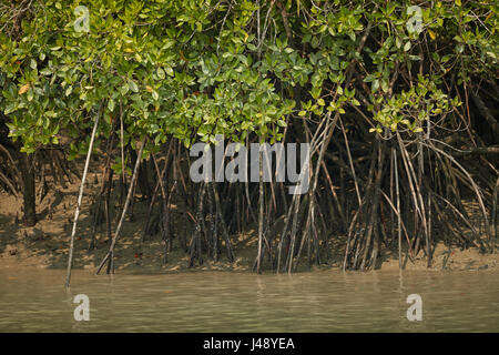 Delta Sundarbans est la plus grande forêt de mangrove, traversée par un réseau complexe de voies d'eau de marée, les vasières et les petites îles de mangroves. Banque D'Images