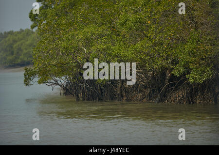 Delta Sundarbans est la plus grande forêt de mangrove, traversée par un réseau complexe de voies d'eau de marée, les vasières et les petites îles de mangroves. Banque D'Images